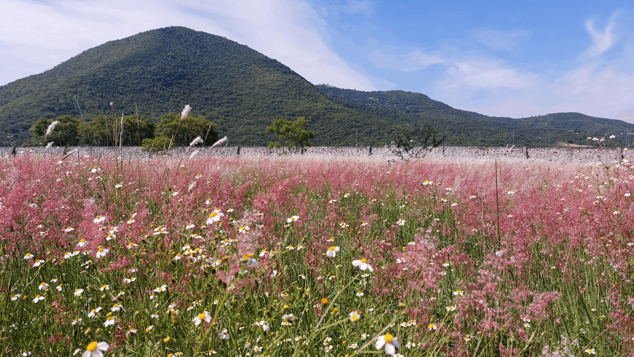 Rancho de Aires del Pedregal