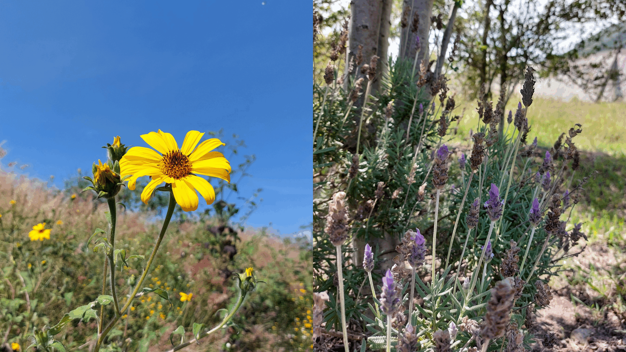 Algunas plantas dentro de nuestro rancho orgánico
